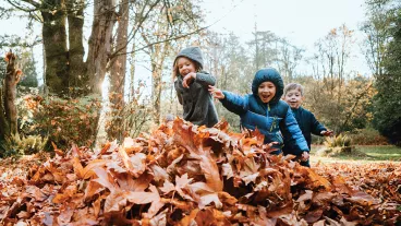 A group of children runs excitedly to jump into a pile of raked up maple leaves. A beautiful sunny day in the Pacific Northwest, Washington, United States.