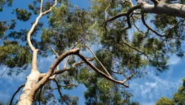 Low angle view to the top of Eucalyptus trees with blue sky background.